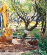 Trusted Arborists voted NextDoor 2024 NeighborHood Fave
