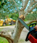 A Milestone in Tree Care Excellence: BBB Accreditation