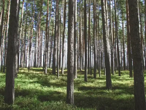 trees